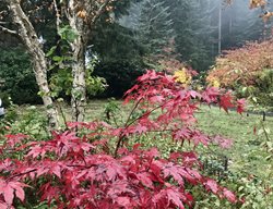 Japanese Maple In Fall
Garden Design
Calimesa, CA