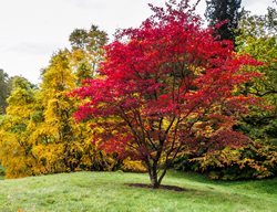 Japanese Maple Tree, Acer Palmatum
Dreamstime
