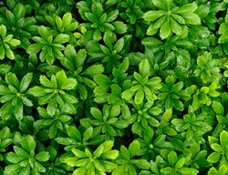Japanese Pachysandra, Low-Maintenance Groundcover
Shutterstock.com
New York, NY