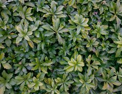 Japanese Pachysandra, Pachysandra Terminalis, Ground Cover Plant 
Shutterstock.com
New York, NY