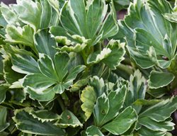 Japanese Pachysandra, Variegate, Deer Resistant Groundcover
Alamy Stock Photo
Brooklyn, NY