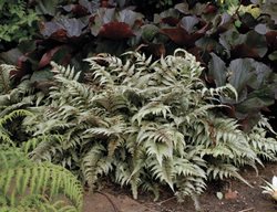 Japanese Painted Fern, Athyrium Niponicum, Deer Proof Groundcover
Ball Horticultural Company
Chicago, IL
