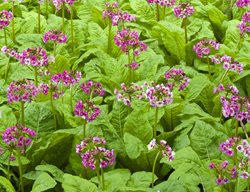 Japanese Primrose, Primula
Garden Design
Calimesa, CA
