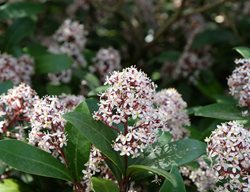 Japanese Skimmia, Skimmia Japonica
Shutterstock.com
New York, NY