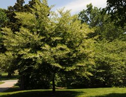 Japanese Snowbell, Styrax Japonicus
Millette Photomedia
