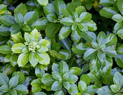 Japanese Spurge, Pachysandra
Shutterstock.com
New York, NY
