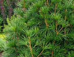 Japanese Umbrella Pine Tree, Sciadopitys Verticillata
Shutterstock.com
New York, NY