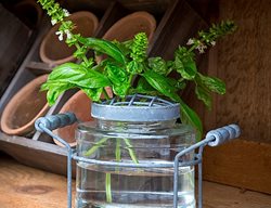 Jar Flower Arranger
Monticello
Charlottesville, VA
