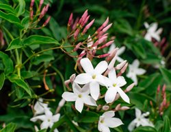Jasmine Flowers, Jasminum Officinale
Shutterstock.com
New York, NY