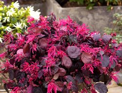 Jazz Hands Bold Loropetalum, Chinese Fringe Flower, Loropetalum Chinense
Proven Winners
Sycamore, IL