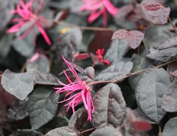 Jazz Hands Bold Loropetalum, Chinese Fringe Flower
Proven Winners
Sycamore, IL