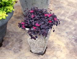 Jazz Hands Mini Loropetalum, Chinese Fringe Flower, Dwarf Loropetalum
Proven Winners
Sycamore, IL