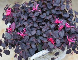 Jazz Hands Mini Loropetalum, Fringe Flower
Proven Winners
Sycamore, IL