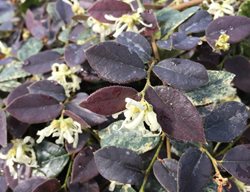 Jazz Hands Night Moves Loropetalum, Loropetalum Chinense, Flowering Shrub
Proven Winners
Sycamore, IL