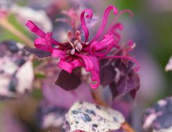 Jazz Hands Variegated Loropetalum, Fringe Flower, Irodori
Proven Winners
Sycamore, IL