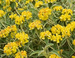 Jerusalem Sage, Phlomis
Garden Design
Calimesa, CA