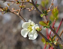 Jet Trail Quince, Chaenomeles X Superba, White Flowering Shrub
Shutterstock.com
New York, NY