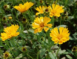 Jethro Tull Coreopsis, Coreopsis 'jethro Tull'
Proven Winners
Sycamore, IL