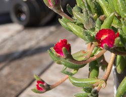 Jewel Of The Desert Grenade Iceplant, Delosperma Cooperi
Shutterstock.com
New York, NY