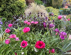 Jewel-Tone Flowers In Garden
Garden Design
Calimesa, CA