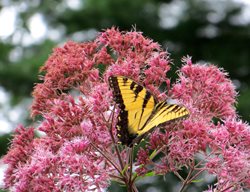 Joe Pye Weed, Yellow Butterfly
Pixabay
