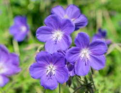 'johnson's Blue' Geranium, Geranium Hybrid
Shutterstock.com
New York, NY