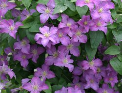 Jolly Good Clematis, Purple Flower, Flowering Vine
Proven Winners
Sycamore, IL