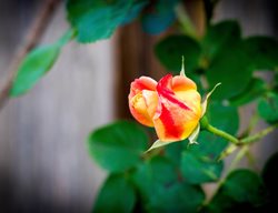 Joseph’s Coat, Climbing Rose, Yellow And Orange Flower
Shutterstock.com
New York, NY