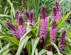 Joy's Purple Eucomis, Pineapple Lily
Shutterstock.com
New York, NY
