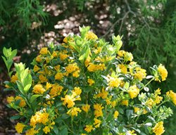 Juiced Orange Jessamine, Cestrum Corymbosum
Proven Winners
Sycamore, IL