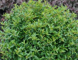 Juke Box Pyracomeles, Small Evergreen Shrub
Proven Winners
Sycamore, IL