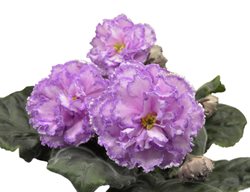 Julia African Violet, Ruffled African Violet
Shutterstock.com
New York, NY
