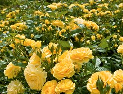Julia Child Rose, Floribunda Rose
Weeks Roses
Wasco, CA