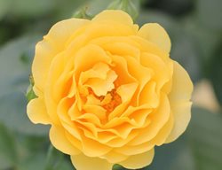Julia Child Rose, Yellow Rose
Spring Meadow Nursery
Grand Haven, MI