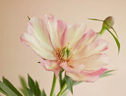 Julia Rose, Peony, Flower
Garden Design
Calimesa, CA