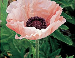 Juliane
Garden Design
Calimesa, CA