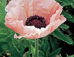 Juliane
Garden Design
Calimesa, CA