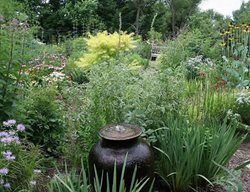July Garden
Monarch Gardens
Lincoln, NE
