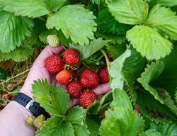 June-Bearing Strawberry, Picking Strawberries
Shutterstock.com
New York, NY