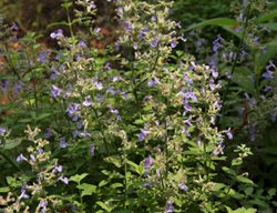 Junior Walker Catmint, Nepeta
Millette Photomedia
