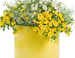 Just Add Color, Yellow Plant Recipe, Diamond Frost Euphorbia
Proven Winners
Sycamore, IL