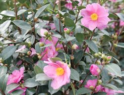 Just Chill Double Mauve Camellia
Proven Winners
Sycamore, IL