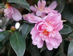 Just Chill® Double Pink Camellia, Pink Camellia Flower
Proven Winners
Sycamore, IL