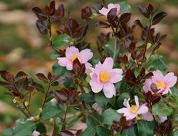 Just Chill Red Tip Camellia, 
Proven Winners
Sycamore, IL