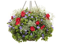 Just Dandy, Plant Recipe, Euphorbia, Impatiens
Proven Winners
Sycamore, IL