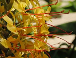 Kahili Ginger Flower
Garden Design
Calimesa, CA