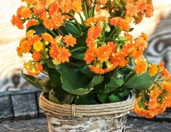 Kalanchoe Blossfeldiana, Best Indoor Plant
Shutterstock.com
New York, NY