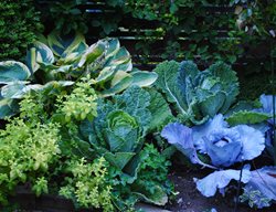 Kale In Garden Bed, Kale Plants
Garden Design
Calimesa, CA