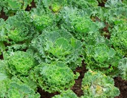Kale Plant, Growing Kale, Green Plant
Shutterstock.com
New York, NY