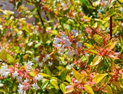 Kaleidoscope Abelia, Colorful Shrub
Shutterstock.com
New York, NY